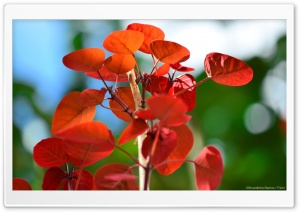 Red Leaves