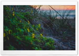 Beach Flowers