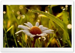 Daisy In Rain