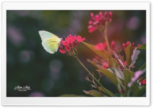 Butterfly and Flower