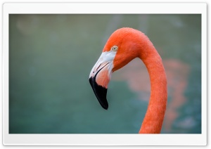 American Flamingo bird