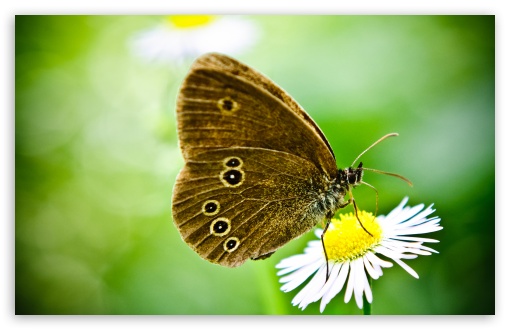 Download Butterfly On A Wild Daisy UltraHD Wallpaper