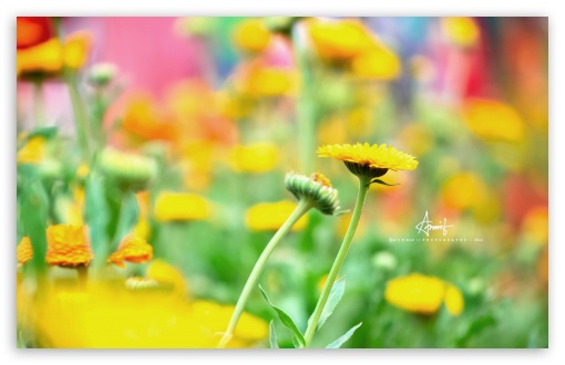 Download Yellow Flower UltraHD Wallpaper