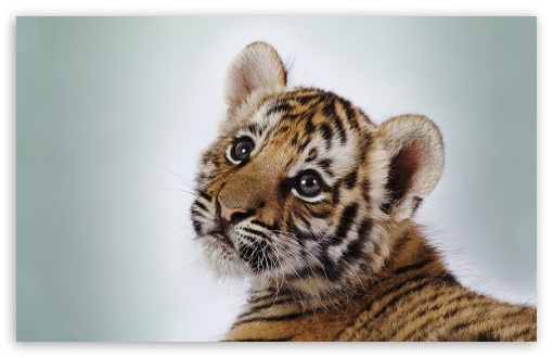 Download Tiger Cub UltraHD Wallpaper