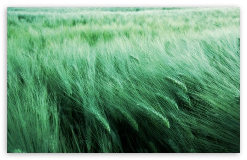 Download Grass In The Wind UltraHD Wallpaper