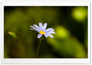 Flower With Blue Petals