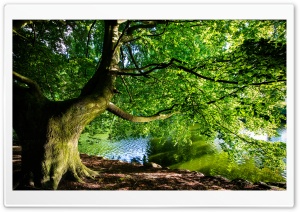 Beautiful Tree by the River,...