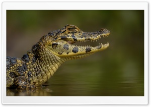 Caiman