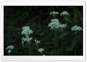 White Flowers, Garden