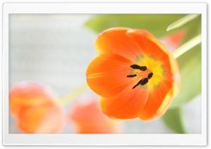 Orange Tulips Flowers