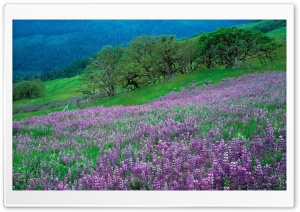 Field of Purple Flowers