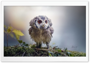 Cute Owlet