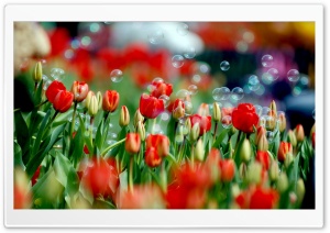 Tulips And Bubbles