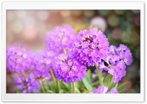 Purple PrimRose Flower