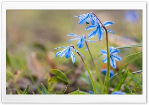 Blue Squill Flowers