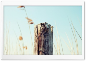 Old Wooden Post