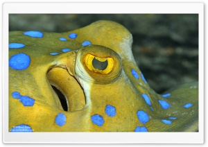 Bluespotted Ribbontail Ray Eyes