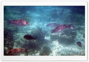 Bahamas Fish