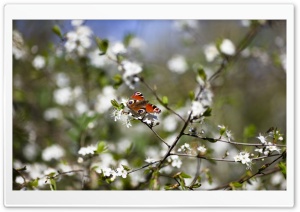 Butterfly Springtime
