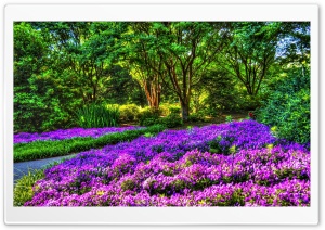 Purple Garden