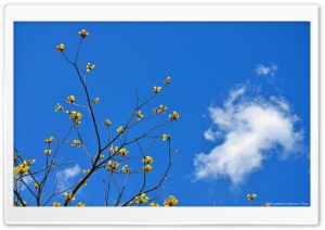 Blue Sky and Yellow Flowers