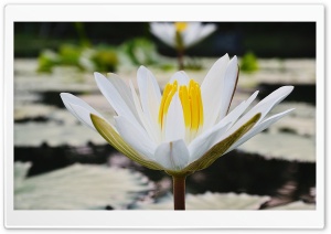 White Lotus