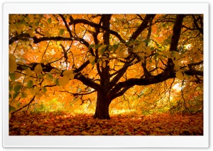 Autumn Colours under the Tree