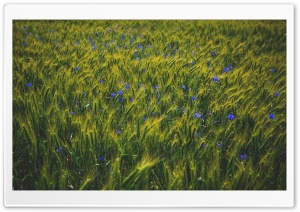 Green Grain Field, Blue...