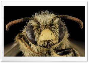 Andrena Gardineri Mining Bee