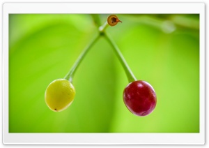 Ripe and Unripe Cherries