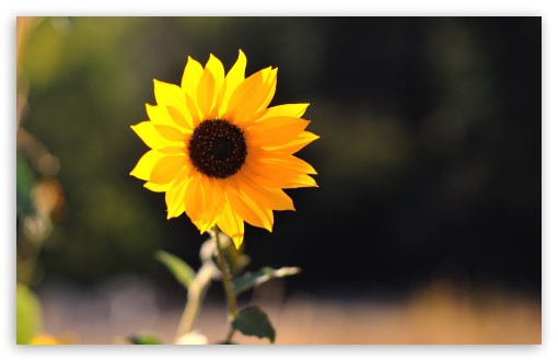 Download Beautiful Sunflower UltraHD Wallpaper