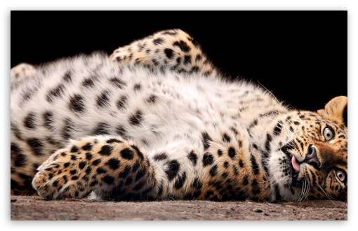 Download Leopard Cub UltraHD Wallpaper