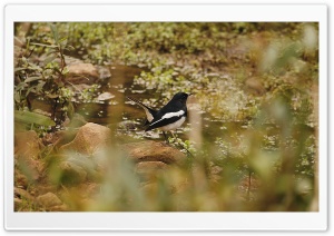 The Alone Bird