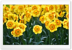 Yellow Daffodils Flowers,...