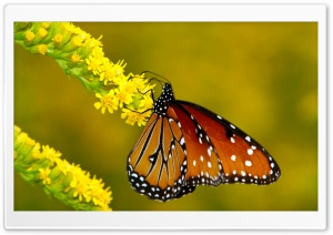 Monarch Butterfly on Yellow...