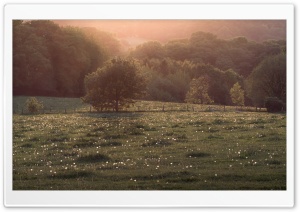 Dandelion Field Sunset,...