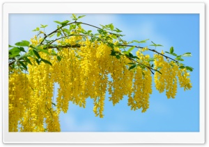 Acacia Yellow Flowers