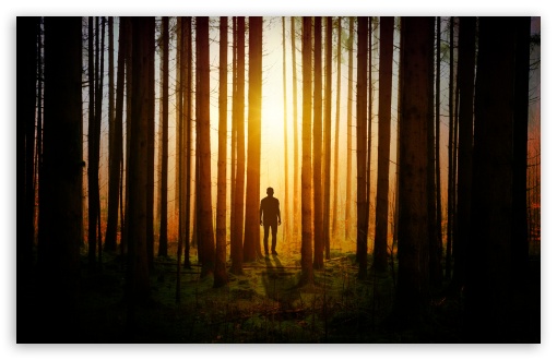 Download Lone Man in the Woods UltraHD Wallpaper