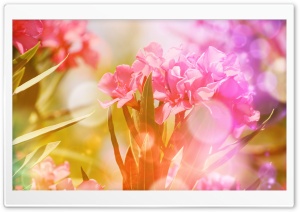 Pink Oleander Flowers
