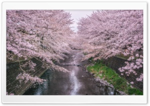 Beautiful Pink Cherry Blossoms