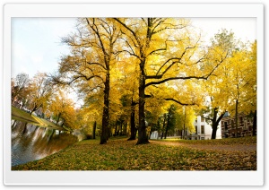 Yellow Trees - Sunny Autumn...