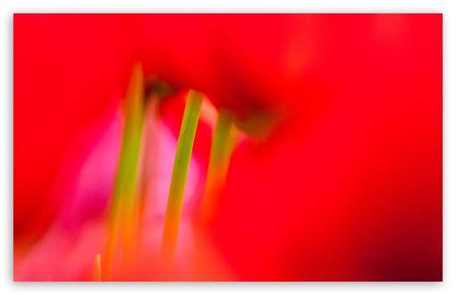 Download Red Tulips UltraHD Wallpaper