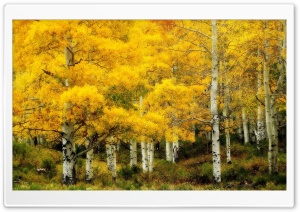 Yellow Birch, Autumn