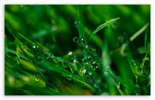 Download Morning Dew, Green Grass UltraHD Wallpaper