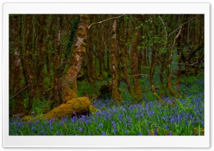 Moss Covered Trees and Bluebells