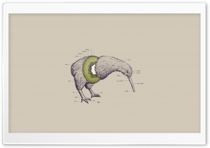 Kiwi Bird