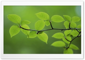 Branch With Green Leaves 30