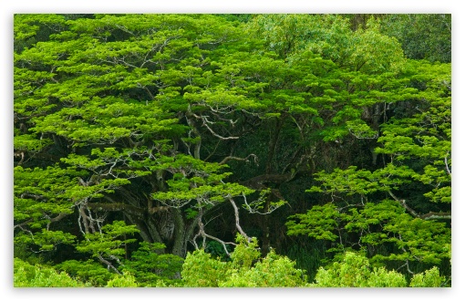 Download Amazing Trees, Waimea Valley, Hawaii UltraHD