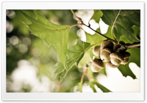 Acorns