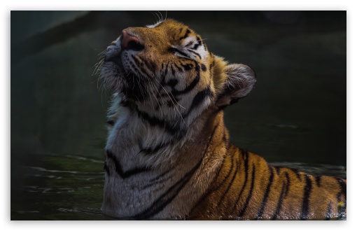 Download Relaxing Tiger UltraHD Wallpaper